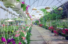 Dông Thap : de nombreuses activités prévues au Festival des fleurs printanières 2019
