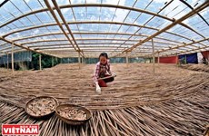 Le business des pailles en bambou tient le bon bout