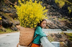 Plongée dans la "saison des fleurs sur la pierre" à Hà Giang