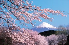 La fête des fleurs de cerisier Japon – Hanoï 2019 prévue fin mars