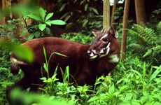 Découverte de bisons et saolas au parc national de Phong Nha-Ke Bang