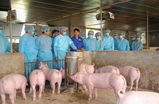 FAO: Le Vietnam devrait lancer une alerte à la PPA