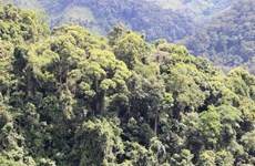 Quang Tri veut tripler sa superficie forestière FSC en dix ans