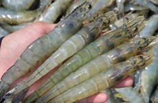 Les exportations nationales de crevettes pourraient retrouver des couleurs au 2e semestre