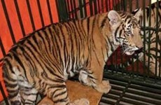 La criminalité liée aux espèces sauvages remet en cause les efforts de conservation du tigre du Vietnam