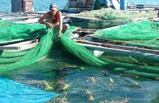 Aquaculture: un projet de 30 millions de dollars autorisé à Kiên Giang