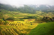 Lào Cai : la beauté des rizières d’Y Ty à la saison du riz mûr