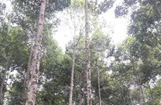 Quang Tri va développer 60.000 ha de forêts certifiées d'ici 2030