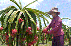 L'IFC soutient l’accélération des exportations de fruits du Vietnam