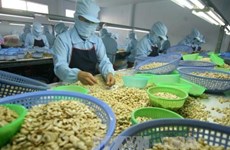 Nikkei Asian Review: le Vietnam demeure le "roi de la noix de cajou" du monde