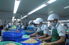 Hausse des exportations de noix de cajou
