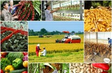 Libre-échange Vietnam-UE : le secteur agricole en est-il vraiment le grand gagnant ?