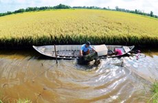 Le delta du Mékong développe la pénéiculture en symbiose avec la riziculture 