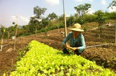 Une grande ferme de légumes bio en banlieue de Hanoï