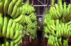 Les bananes vietnamiennes vendues à des prix élevés sur le marché japonais
