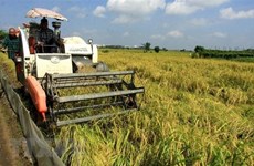 Le Vietnam s’emploie à assurer la sécurité alimentaire