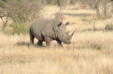 Un puissant appel pour mettre fin à l'utilisation de la corne de rhinocéros au Vietnam