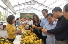 Têt : les oranges et les pamplemousses de Hanoï face à la concurrence