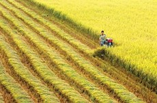 Un engagement de la Suisse pour la riziculture du Vietnam