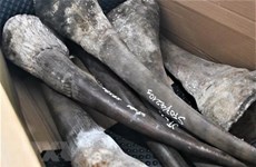 Grosse saisie de cornes de rhinocéros et os d’animaux sauvages à Dà Nang
