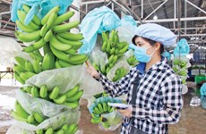 La République de Corée augmente ses importations de bananes vietnamiennes
