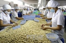  La filière de la noix de cajou aligne les succès à l’export