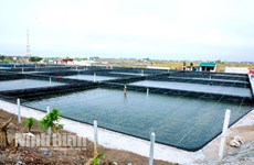 Production high-tech pour l’essor des produits aquatiques à Ninh Binh