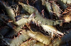 Les exportations de crevettes, pangasius, thon… toutes chutent fortement