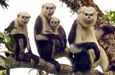 Efforts pour conserver une espèce de primate rare à Ha Giang