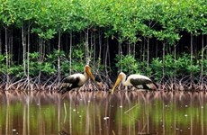 Le Vietnam s’efforce de conserver et d’utiliser durablement les zones humides