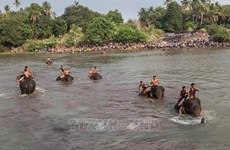 Dak Lak promeut un modèle de tourisme respectueux des éléphants