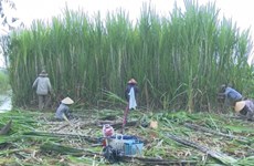 La récolte de cannes à sucre bat son plein à Hâu Giang 