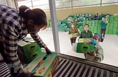 La province de Phu Tho exporte le premier lot de les pamplemousse de Doan Hung en Russie