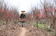 À Hanoï, la culture des kumquats et pêchers est en pleine effervescence