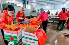 Hai Duong: le premier lot de carottes de l'année 2022 part en République de Corée 