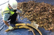 Plus de 6 tonnes d’ivoire et d’écailles de pangolin présumées saisies à Dà Nang