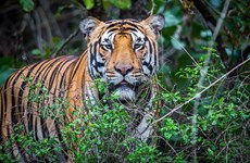 Le Vietnam s’efforce de promouvoir la conservation du tigre