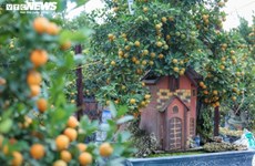 Les kumquats-bonsaïs se sentent des fourmis dans les racines