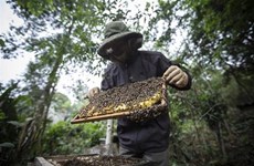 L'imposition par les États-Unis d'une taxe antidumping sur le miel affecte l’apiculture vietnamienne