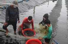 La République de Corée soutient un projet d'aquaculture au Vietnam
