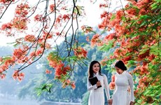 Bientôt festival des flamboyants rouges à Hai Phong