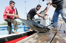 L'Indonésie occupe 15% de la production mondiale de thon