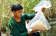 Les jeunes apiculteurs d’U Minh Ha à l’heure de la révolution 4.0