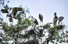 Le Vietnam s’efforce de conserver des oiseaux sauvages