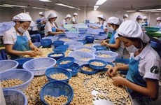 L’EVFTA stimule les exportations de noix de cajou du Vietnam vers la France