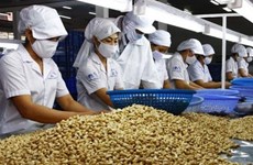 Le Vietnam devrait prioritiser les produits à valeur ajoutée de la noix de cajou