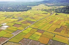 Les provinces du Tây Nguyên misent sur la sylviculture et l’agriculture high-tech