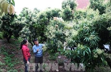 Bac Giang vise le développement de produits agricoles clés