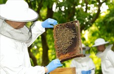 L’apiculture vietnamienne se branche sur le high-tech