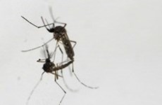 Les Philippines enregistrent jusqu'à présent 319 décès dus à la dengue